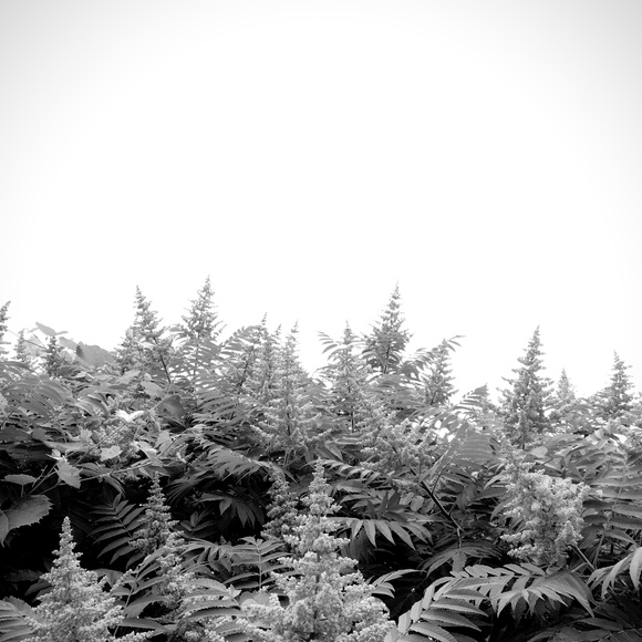 Meet your Posher, Hans - Picture 1 of 1